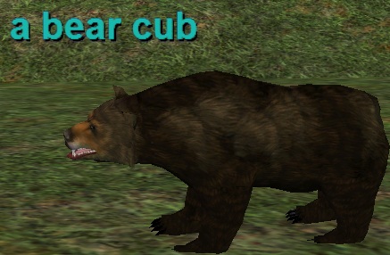 a bear cub